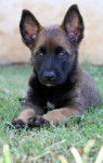 CYRA - Berger Belge Malinois