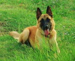 Brembo Malinois de 17 mois - Berger Belge Malinois (1 an et 5 mois)