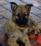 Ukawa la plus claire - Berger Belge Malinois