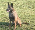 Hdiouk 1 an - Berger Belge Malinois