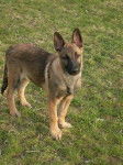 Flyer berger Belge Malinois - Berger Belge Malinois