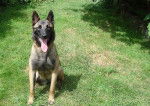 Engie - Berger Belge Malinois