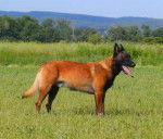 Carat, Berger Malinois - Berger Belge Malinois