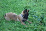 Photo Berger Malinois : Edouard 6 mois - Berger Belge Malinois (6 mois)