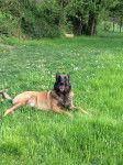 Hysis 4 ans - malinois - Berger Belge Malinois (4 ans)