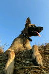 Gipsy - Berger Belge Malinois (3 ans)