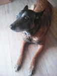 Asia - Berger Belge Malinois (11 ans)