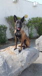 lexi - Berger Belge Malinois (1 an)