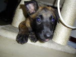 lexi - Berger Belge Malinois (2 mois)