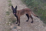 lexi - Berger Belge Malinois (6 mois)