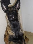 lexi - Berger Belge Malinois (1 an)