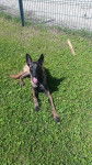 lexi - Berger Belge Malinois (1 an)