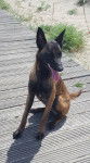 lexi - Berger Belge Malinois (1 an)