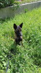 lexi - Berger Belge Malinois (1 an)