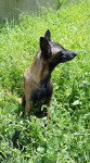 lexi - Berger Belge Malinois (1 an)