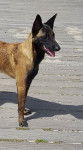 lexi - Berger Belge Malinois (1 an)