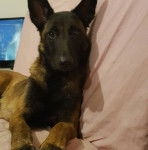 lexi - Berger Belge Malinois (1 an)