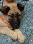linda - Berger Belge Malinois (3 mois)