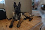 Louna - Berger Belge Malinois (2 mois)