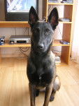 Bedja - Berger Belge Malinois (3 ans)