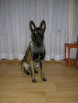 Bedja (en mode faux alien) - Berger Belge Malinois (1 an)