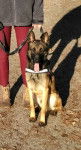 Horson - Berger Belge Malinois M&acirc;le (2 ans)