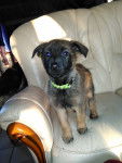 Molie - Berger Belge Malinois (2 mois)