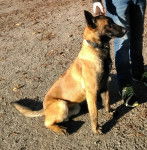 Magnum - Berger Belge Malinois M&acirc;le (9 mois)