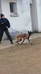 lexi - Berger Belge Malinois (1 an)