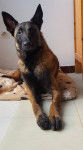 lexi - Berger Belge Malinois (1 an)