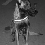 lexi - Berger Belge Malinois (1 an)