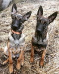 Trouble Brothers - Berger Belge Malinois