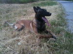 Photo Berger Belge Malinois