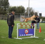 Malice du domaine d'isengarde - Berger Belge Malinois M&acirc;le (2 ans et 1 mois)