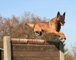 Un Malinois en train de sauter au dessus d'un obstacle