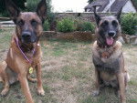 Loustic et Lena - Berger Belge Malinois M&acirc;le (11 ans et 10 mois)