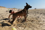 Photo Berger Belge Malinois