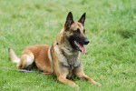 Un Berger Malinois couché dans l'herbe