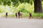 Plusieurs chiots Malinois qui courent sur une route