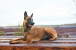 Photo Berger Belge Malinois