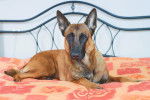 Photo Berger Belge Malinois