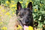 Photo Berger Belge Malinois