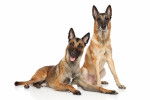 Photo Berger Belge Malinois