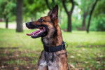 Photo Berger Belge Malinois