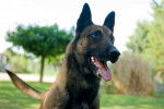 Photo Berger Belge Malinois
