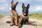 Deux jeunes Malinois assis face à l'objectif