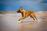 Un Malinois qui court au bord de la mer