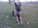 Black - Berger Belge Malinois M&acirc;le (3 mois)