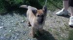 rex (youyou) - Berger Belge Malinois M&acirc;le (3 mois)