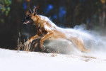 Un Malinois qui bondit dans la neige